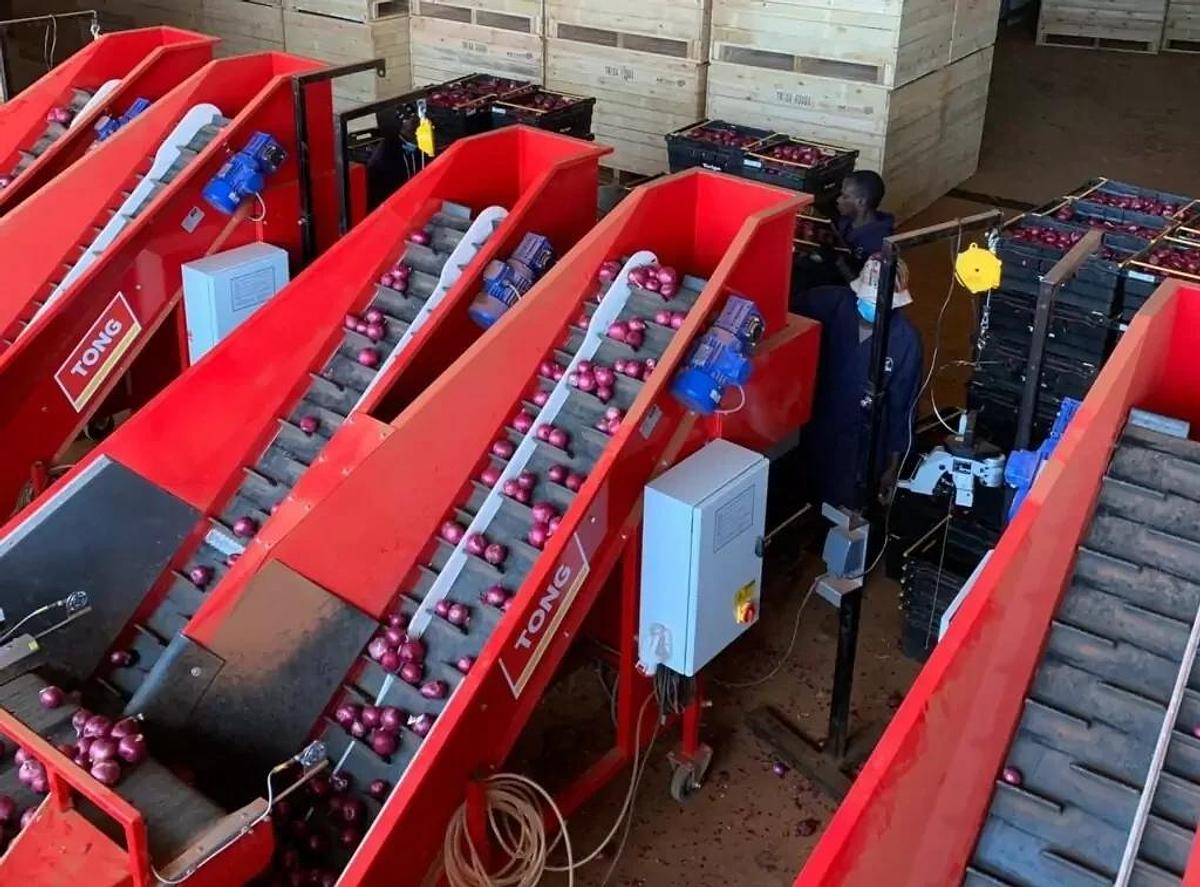 Tank Vegetable Weighers & Baggers