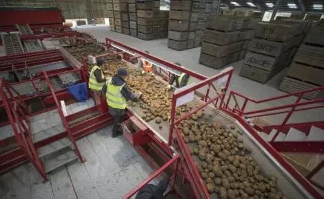 Vegetable Conveyors