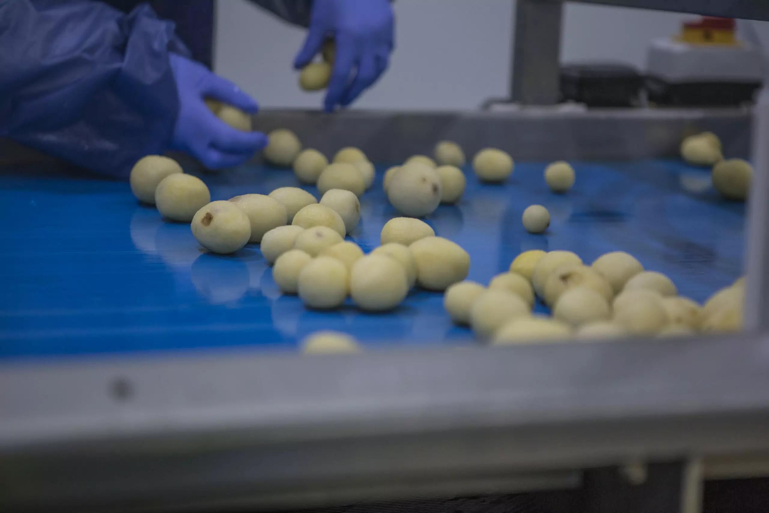 Industrial Potato Peeler