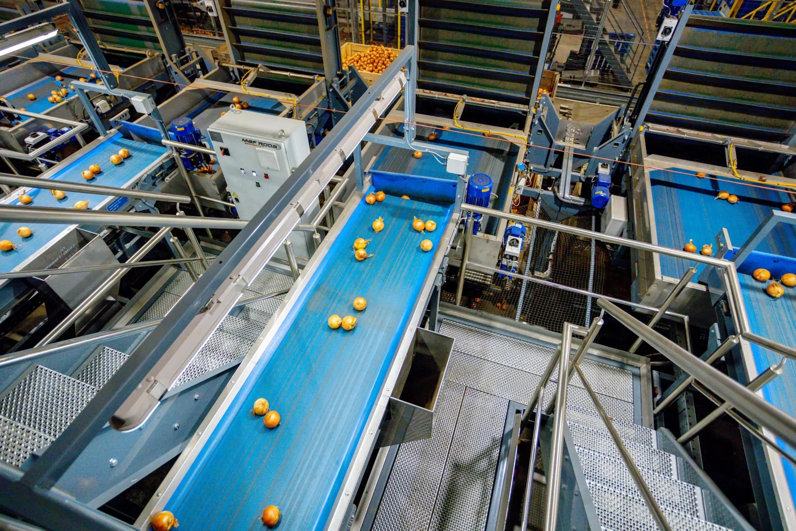 Vegetable Conveyors