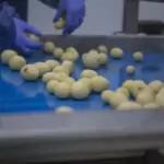 Industrial Potato Peeler