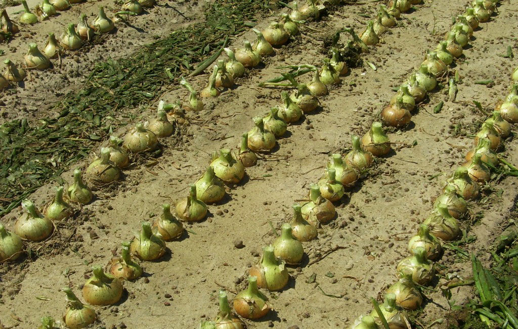 Onion Toppers