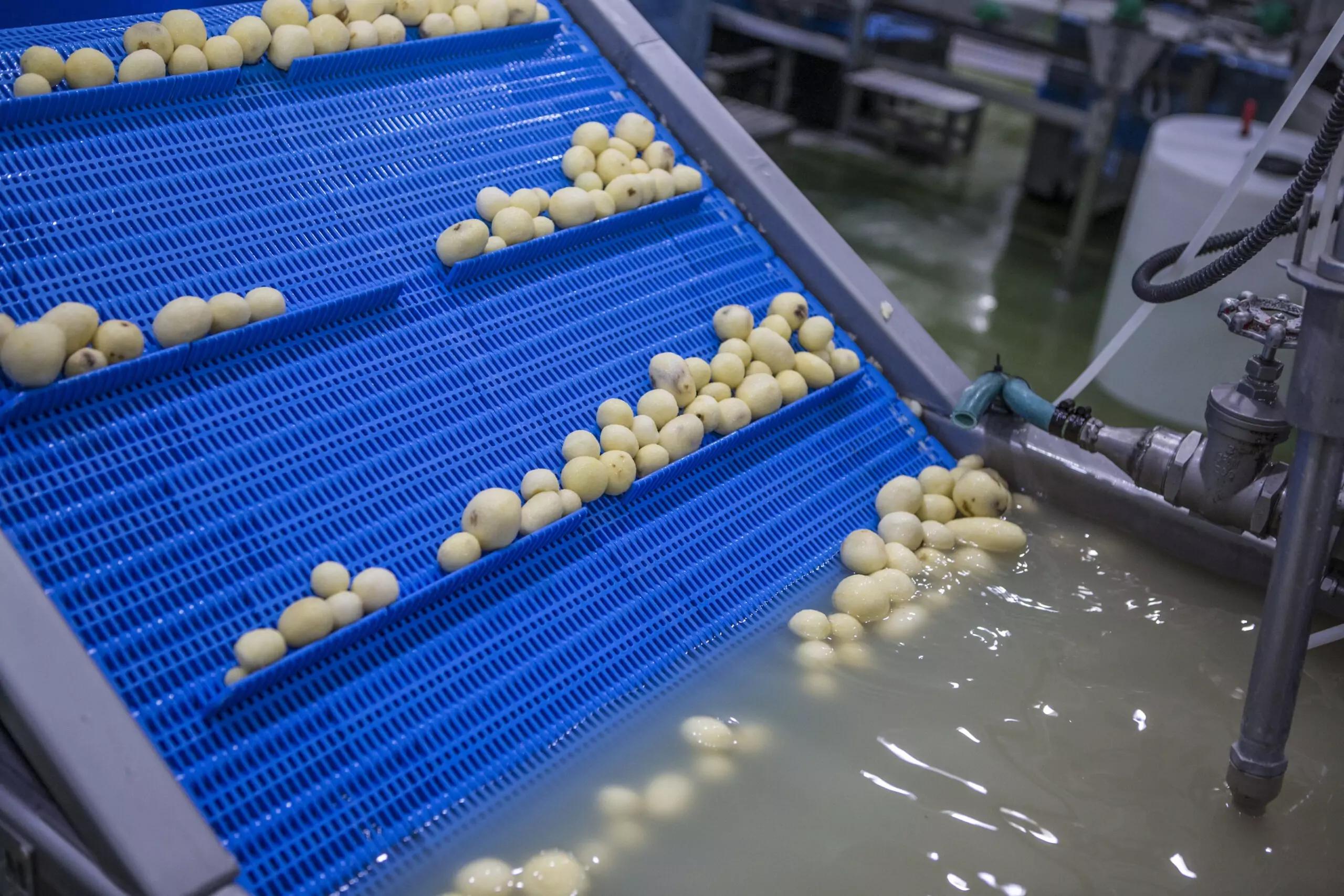 Industrial Potato Peeler