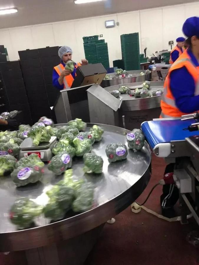 Rotary Packing Tables