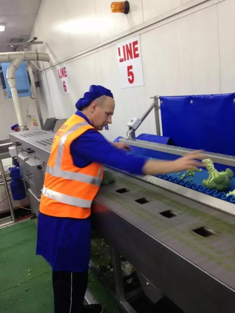 Broccoli Trimming Machine