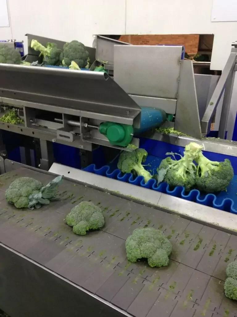 Broccoli Trimming Machine