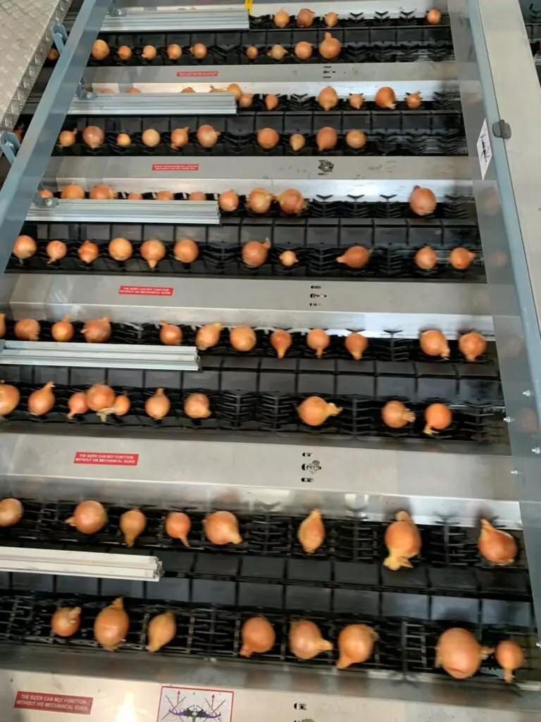 MAF RODA Potato and Onion Optical Sorting