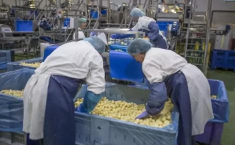 Industrial Potato Peeler