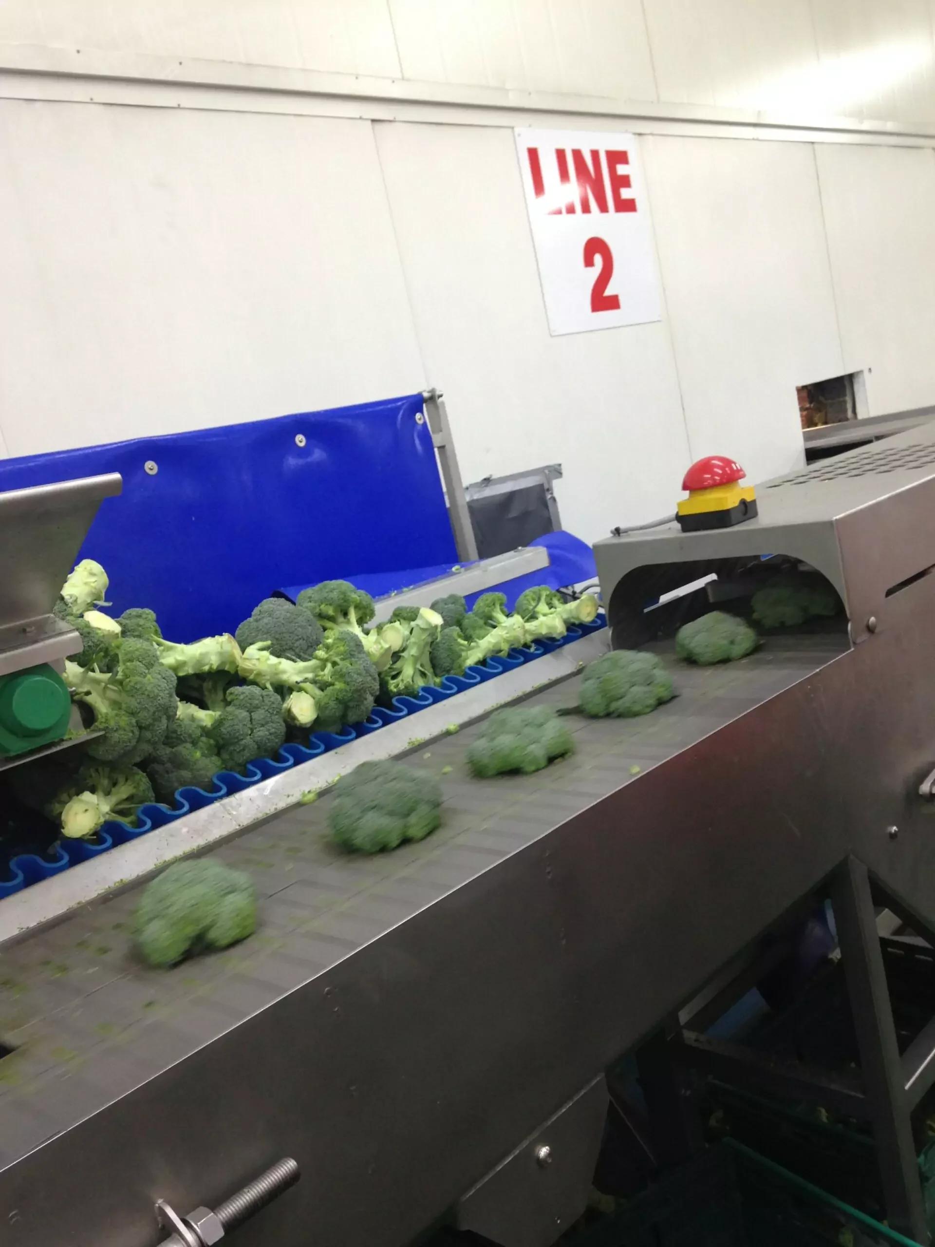 Broccoli Trimming Machine