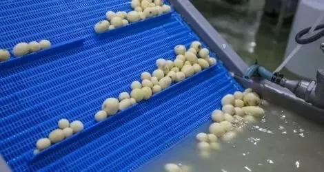 Vegetable Conveyors