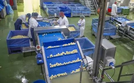 Industrial Potato Peeler