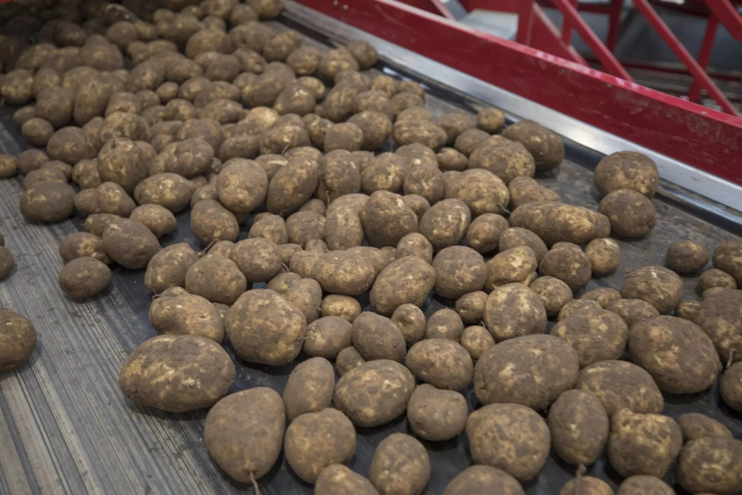 Vegetable Conveyors