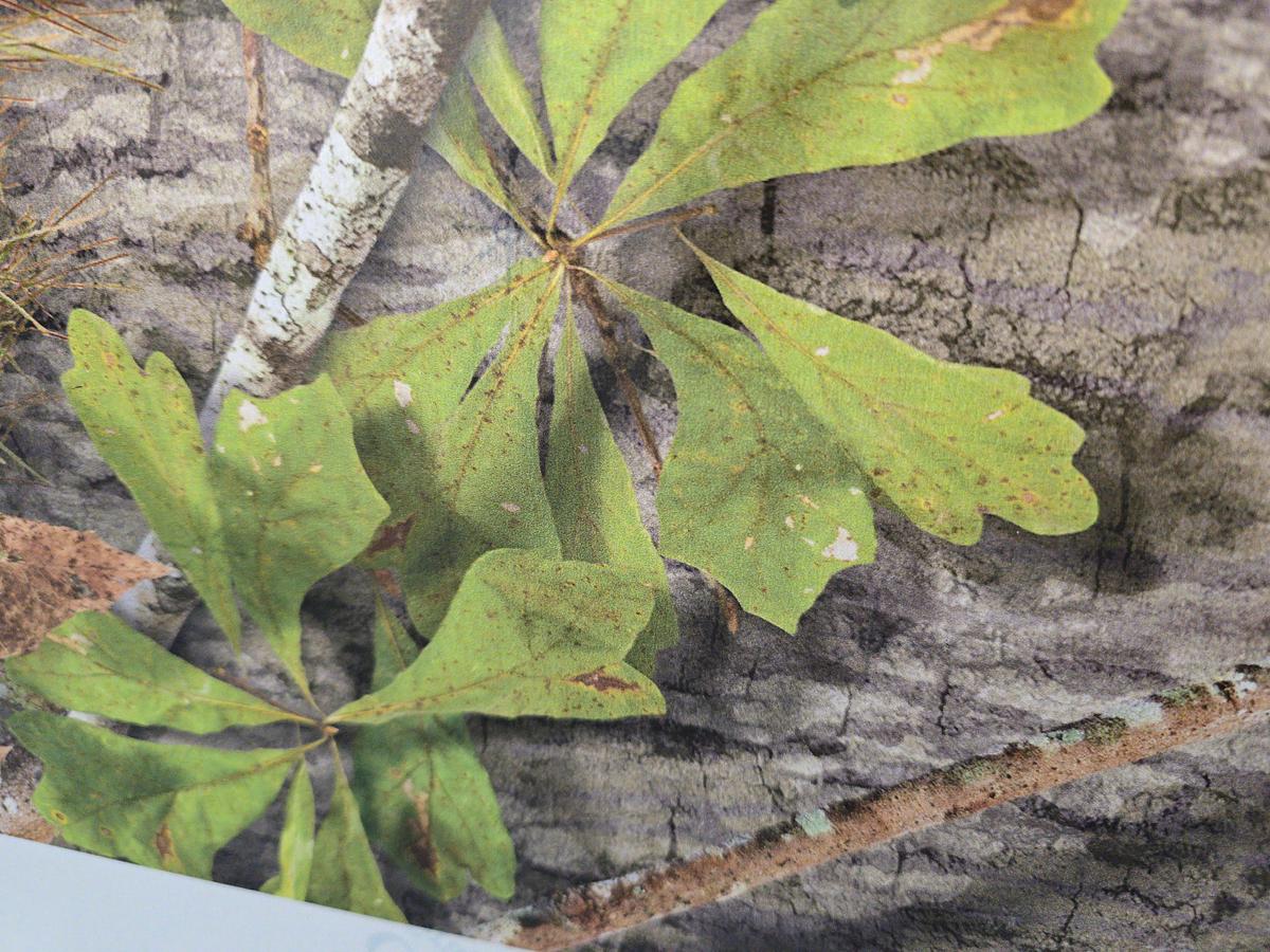 Used 2015 HP Scitex Latex 3100