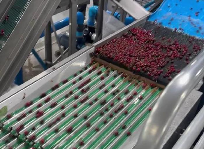 Used Red Pearl 360 Cherry Processing Machine