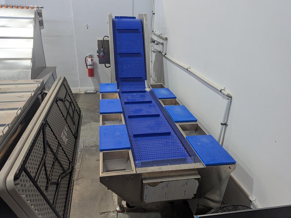 Used Incline Conveyor with Sort Stations