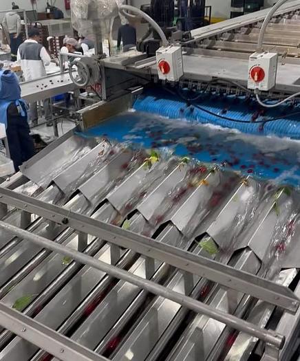 Used Red Pearl 360 Cherry Processing Machine