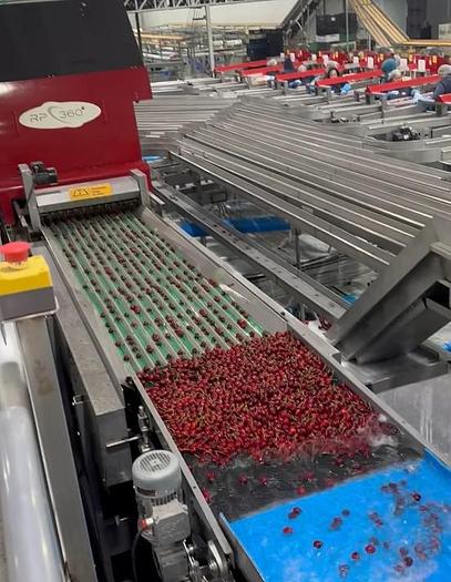 Used Red Pearl 360 Cherry Processing Machine