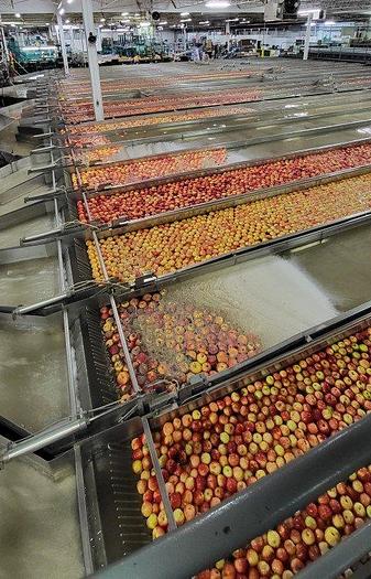 Used Apple Sorting Line