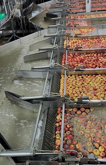 Used Apple Sorting Line