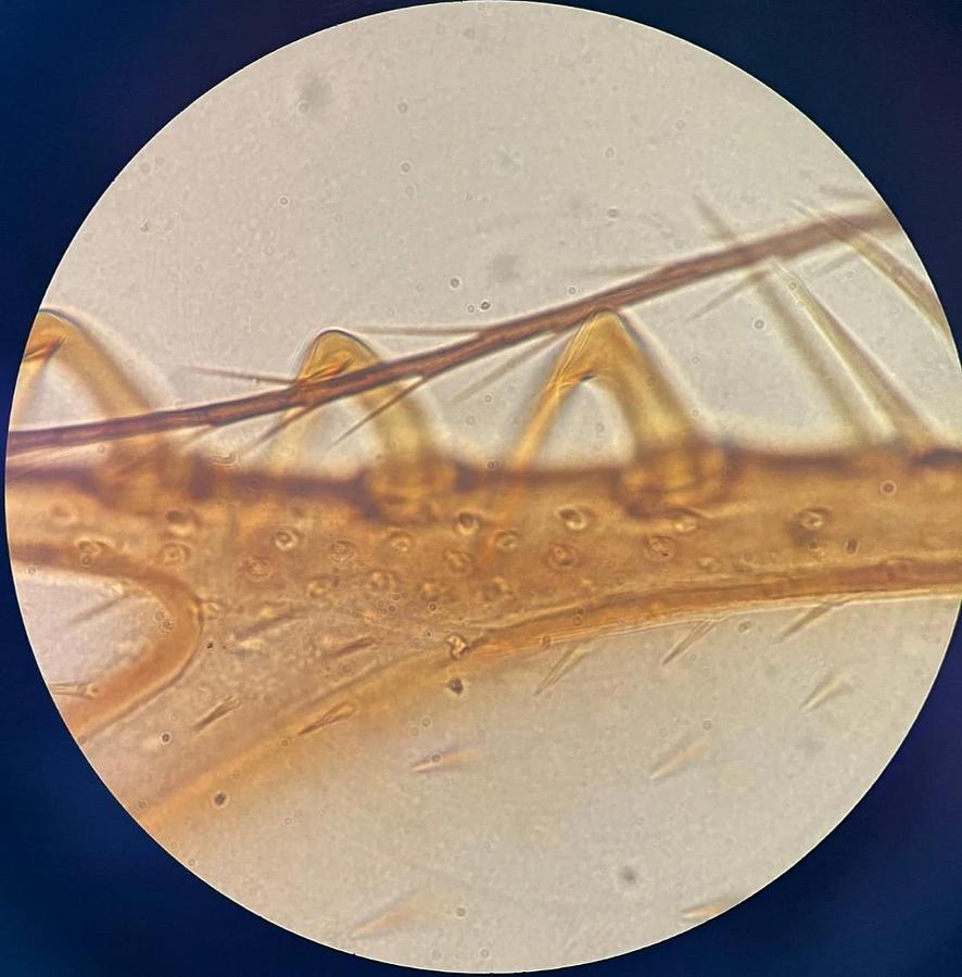 Used Nikon Plan 100x/1.25 Oil Ph3 DL Infinity ∞/0.17 WD 0.2 100x Microscope Objective