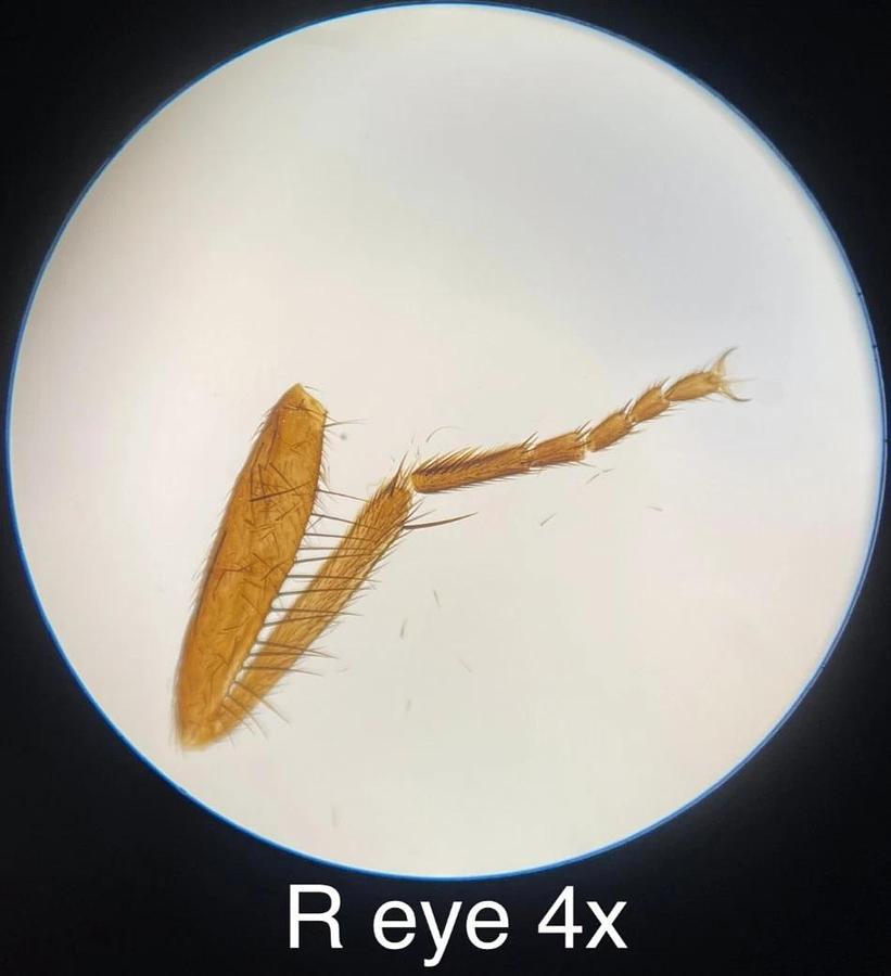 Used Vintage Unitron BMLK Microscope W/ W10XP Eyepieces, 4x/40x Objectives, Condenser