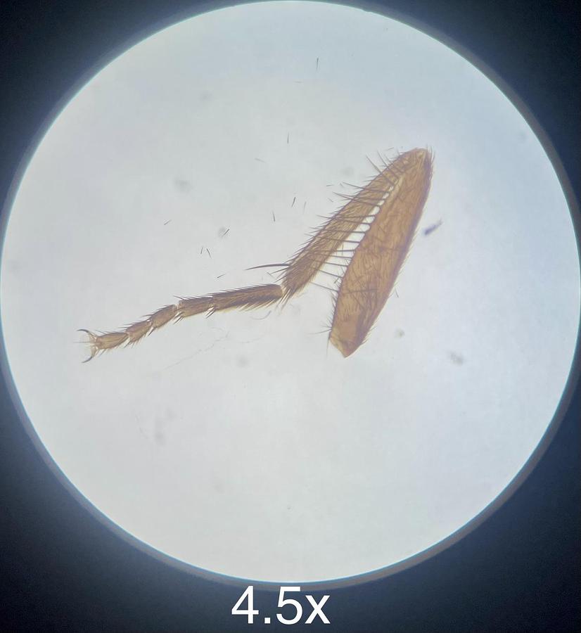 Used Stereo Microscope .7-4.5x (7-45x) Dual Illumination Base