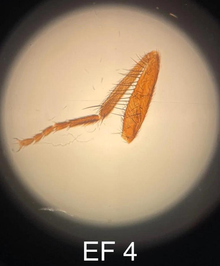 Used Leitz Laborlux D 512795 Binocular Microscope W/ EF 4/10/25/40 Objectives