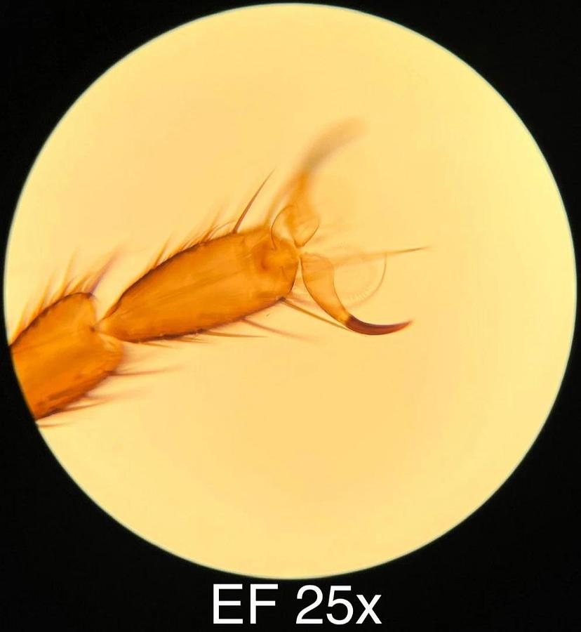 Used Leitz EF 4x,10x,25x,40x Objective Set (519759,519760,519761,519762)