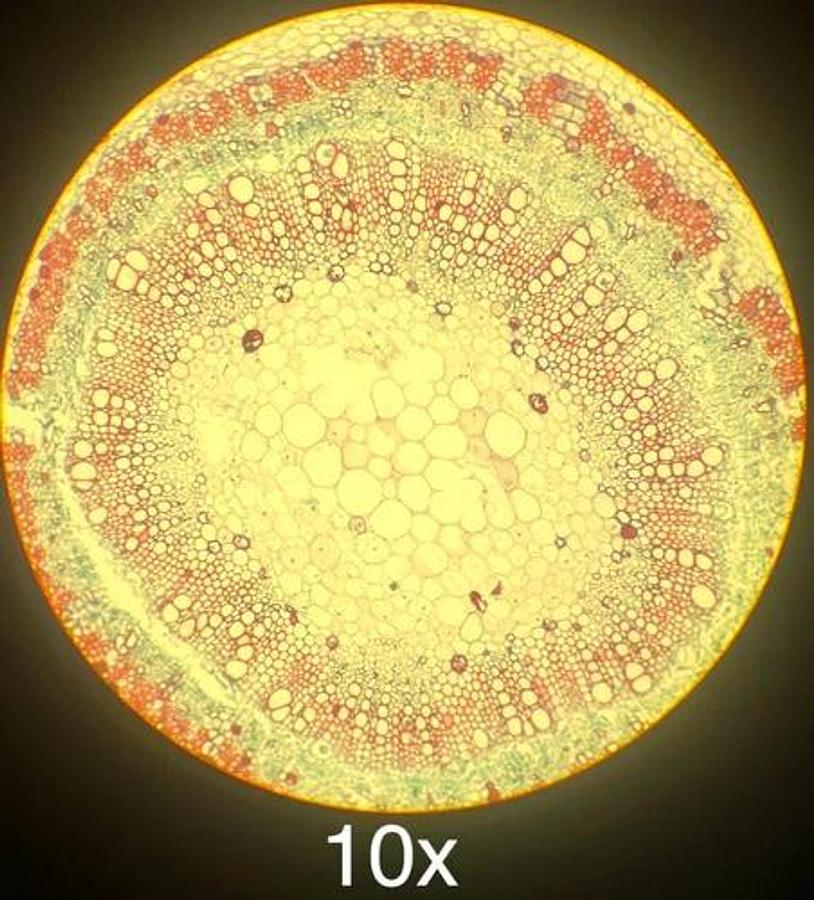 Used Olympus IM IMT Inverted Trinocular Microscope W/ 4X/10X/C20X Objectives
