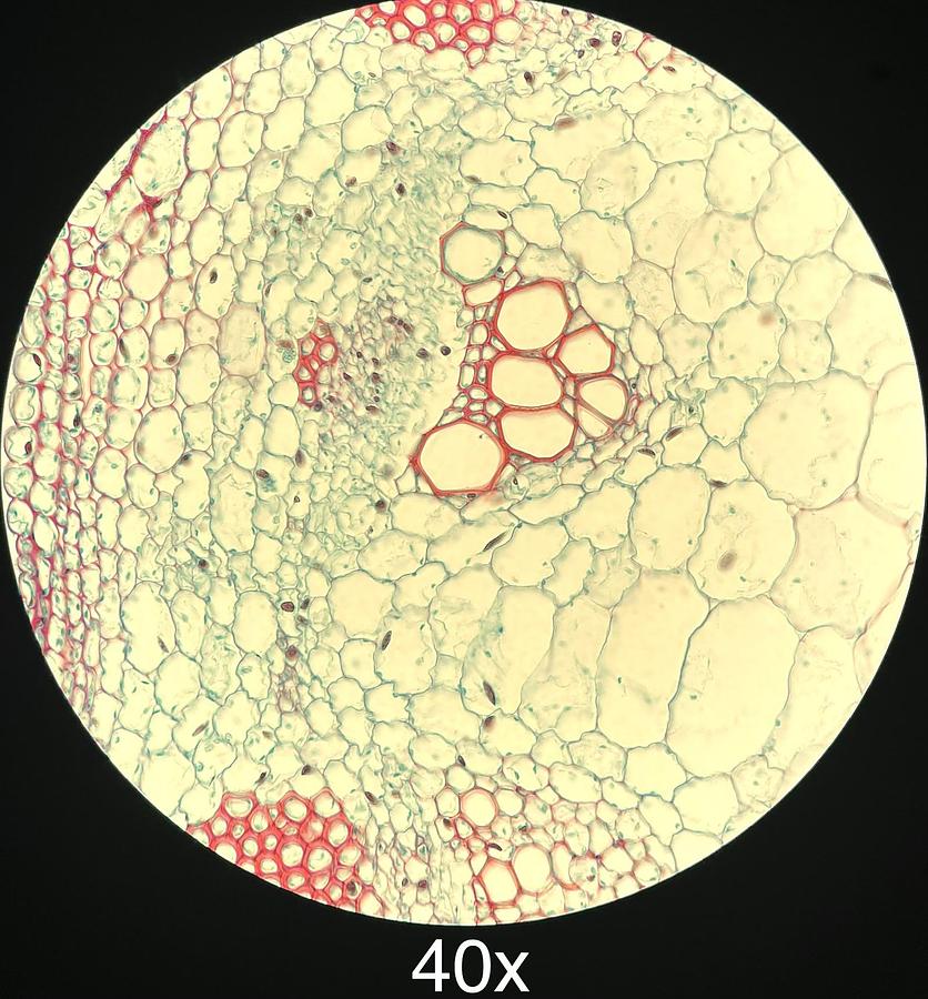 Used Labomed LB-701 Trinocular Upright Fluorescence Microscope W/ Infinite Plan Objectives, Filter Cubes