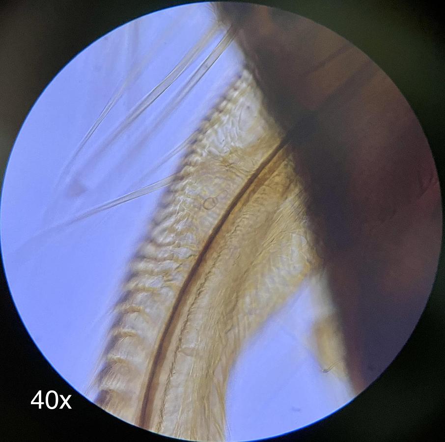 Used Walter Binocular Compound Microscope 4/10/40x Objectives - AmScope T720 Style