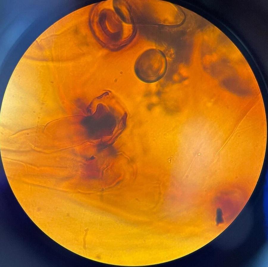 Used Leica PL 100Ph/1.25 Oil ∞/0.17 (1753) Phase Planachromat Microscope Objective