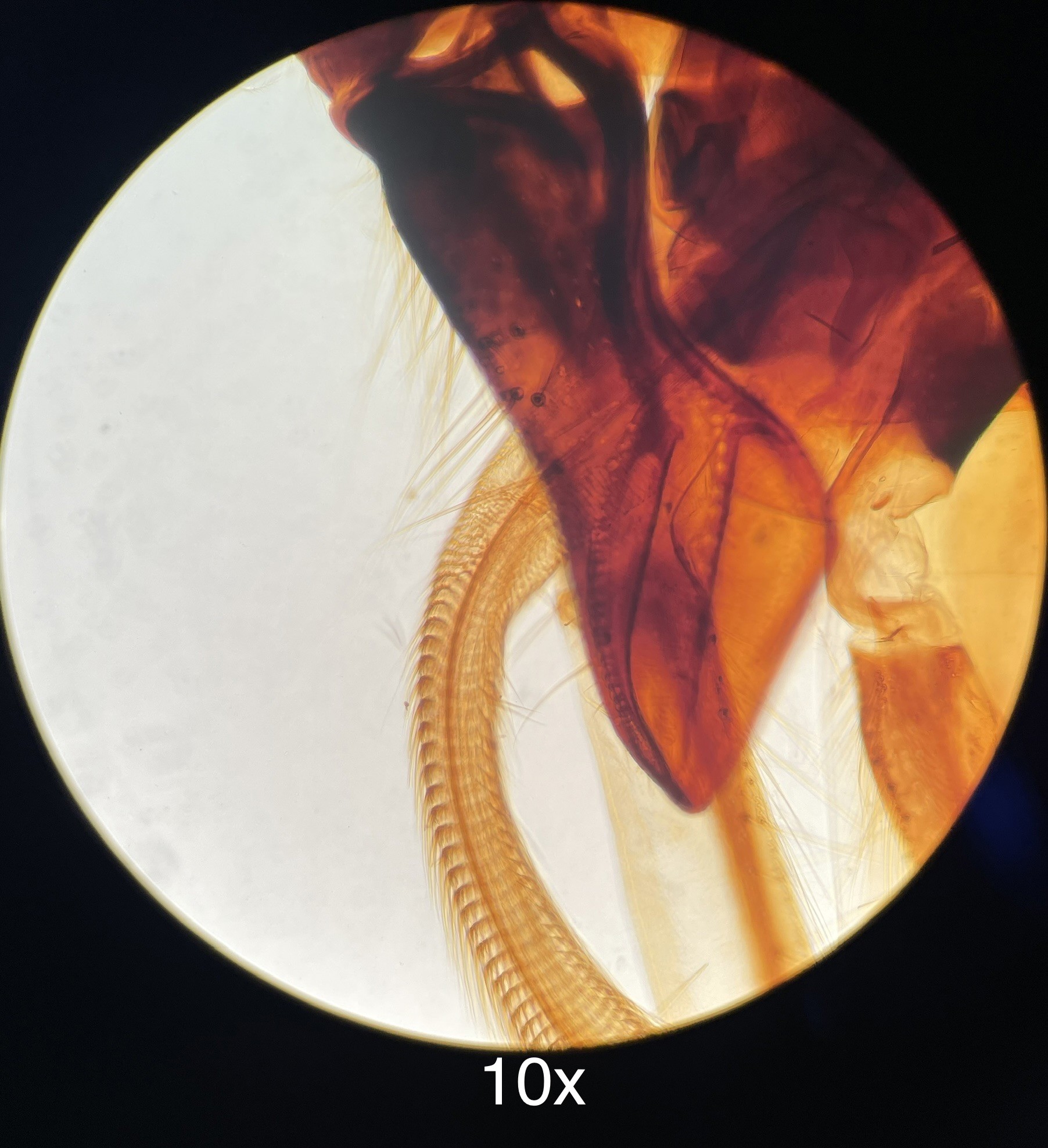 Used Nikon TMS-F Inverted Trinocular Microscope w/ Ph1 Ph2 4x 10x 40x Objectives