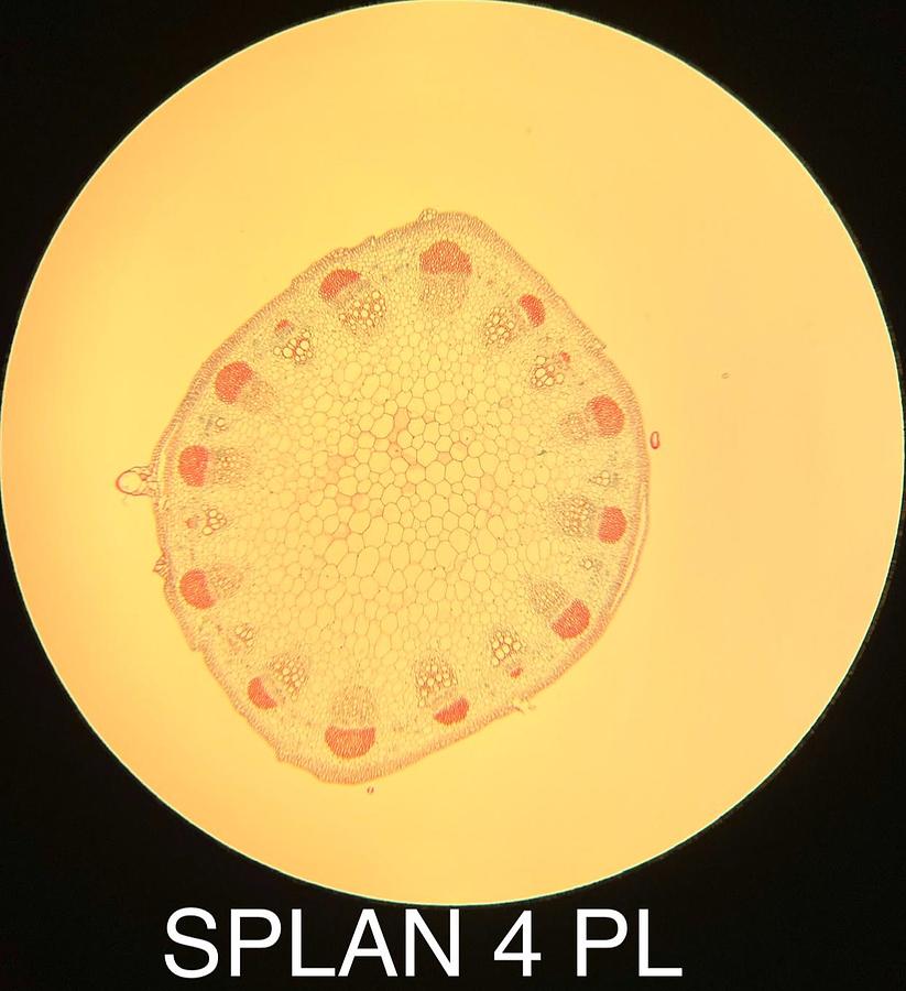 Used Olympus 1-LP124 SPLAN 4 PL 4x Phase Contrast Microscope Objective