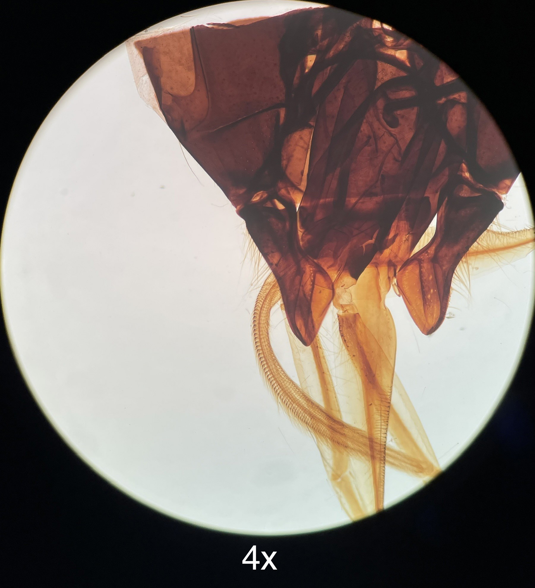 Used Nikon TMS-F Inverted Trinocular Microscope w/ Ph1 Ph2 4x 10x 40x Objectives