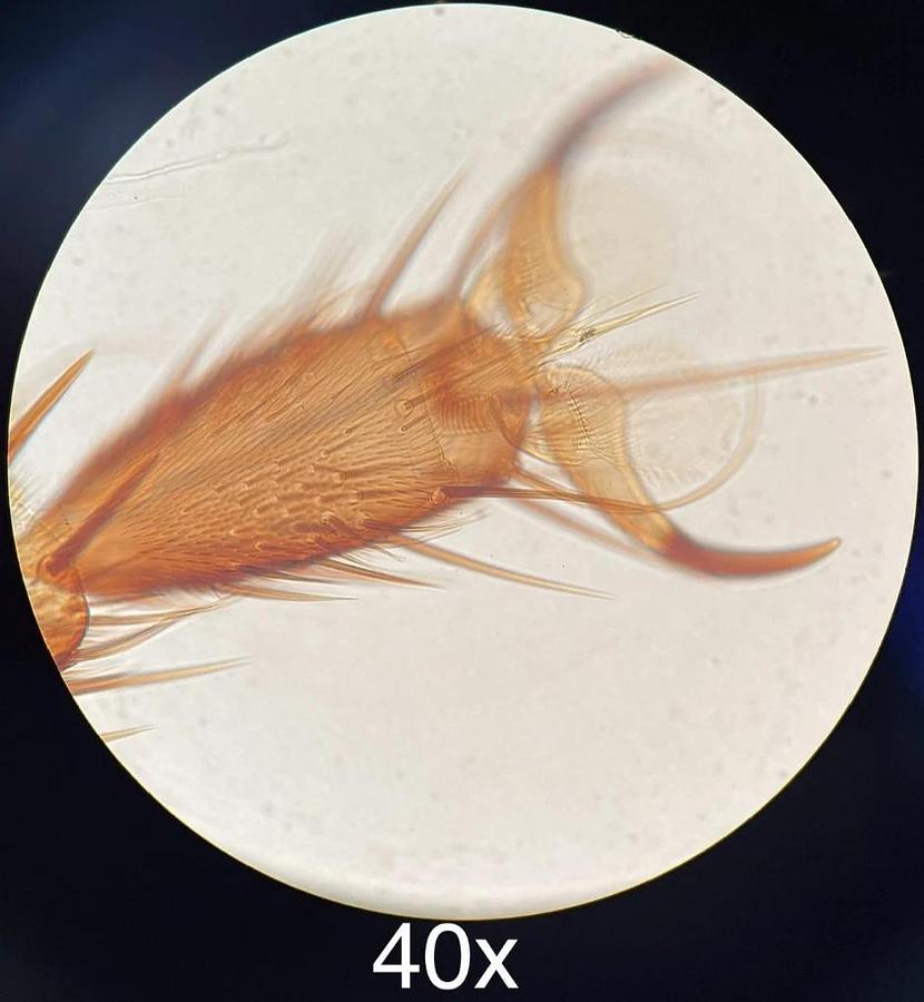 Used Labomed CX L Binocular Microscope W/ 4/10/40/100x Semi Plan Achro Objectives