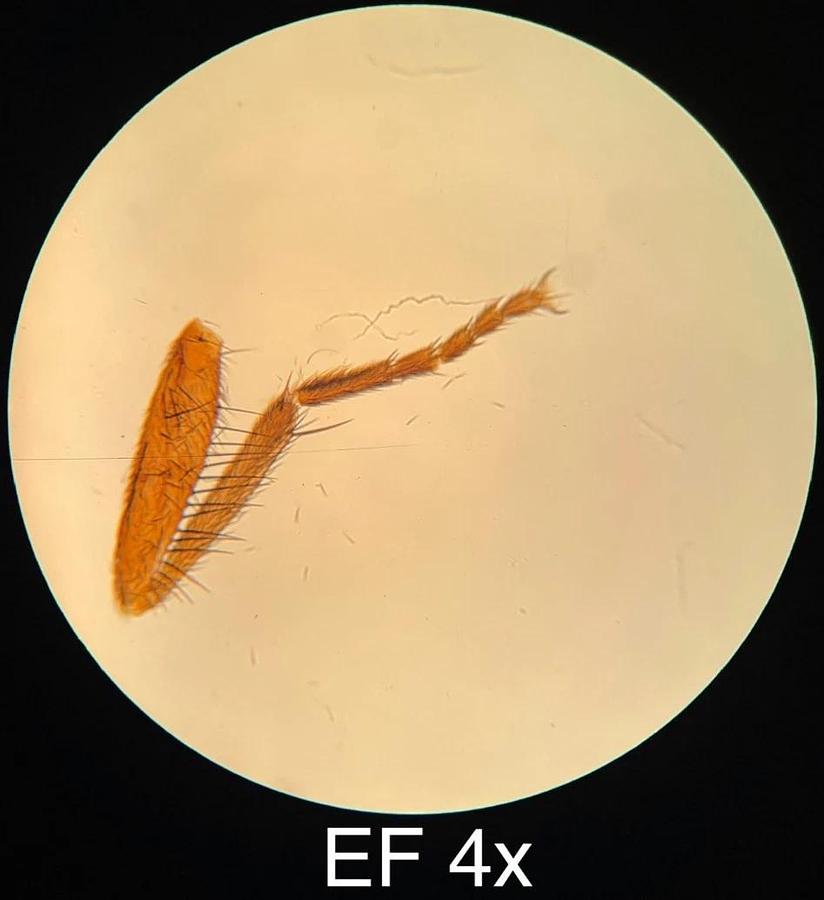 Used Leitz EF 4x,10x,25x,40x Objective Set (519759,519760,519761,519762)