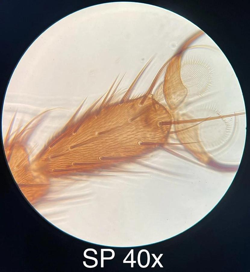 Used VWR Vistavision Compound Microscope W/ SP 4x/10x/40x/100x Objectives