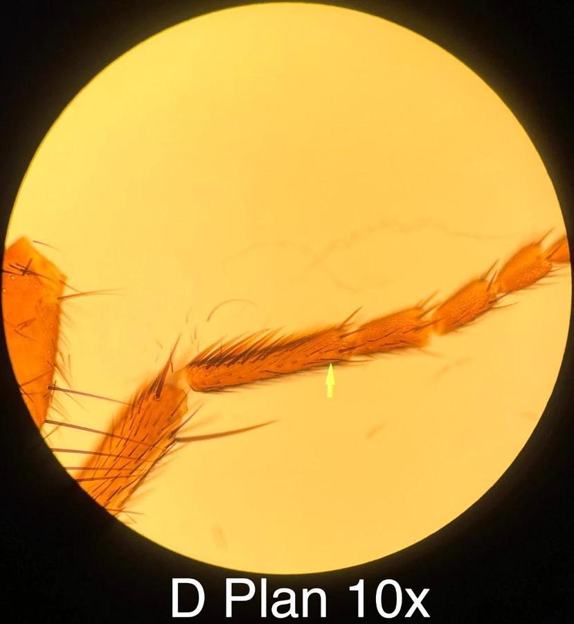 Used Olympus BH-2 BHUT Dual Viewing Teaching Microscope W/ D Plan Objectives