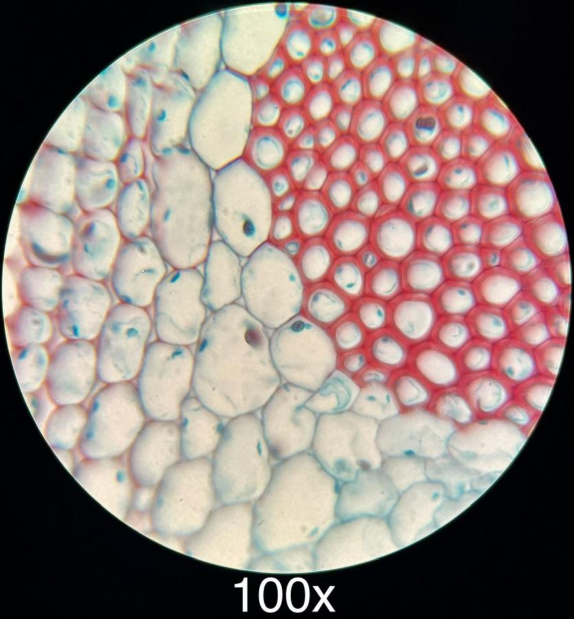Used Motic BA300 Trinocular Phase Contrast Microscope W/ Plan 4/10/40/100 Objectives