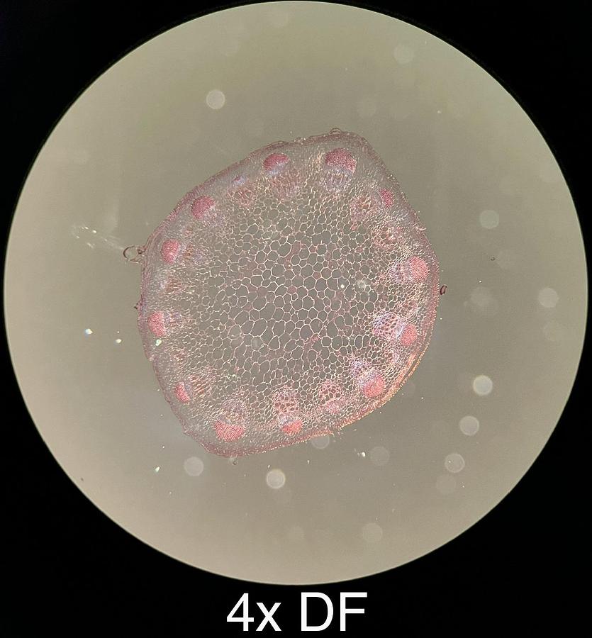 Used Motic BA300 Trinocular Phase Contrast Microscope W/ Plan 4/10/40/100 Objectives