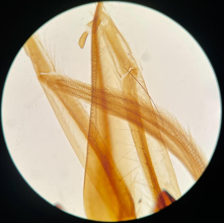 Used Olympus MSPlan 10x Microscope Objective 0.30 ∞/- f=180 (1-LM530)