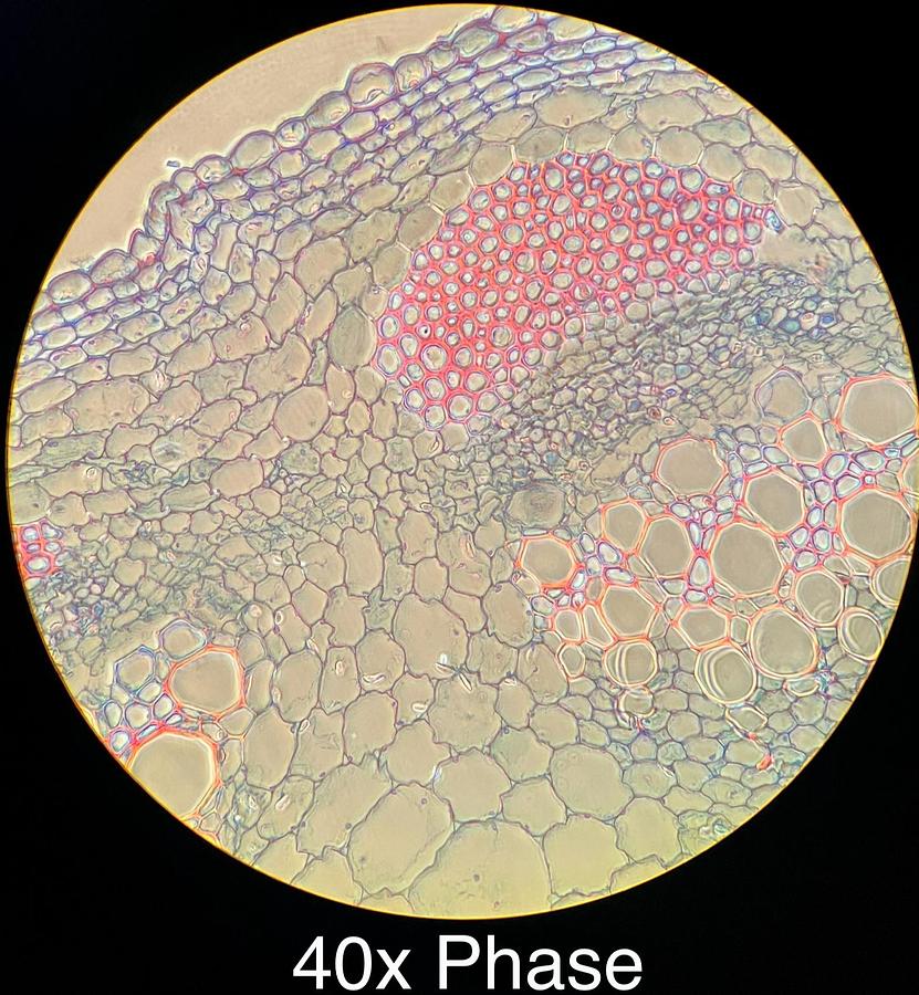 Used Motic BA400 Trinocular Phase Contrast Microscope W/ Plan 10/20/40/100 Objectives