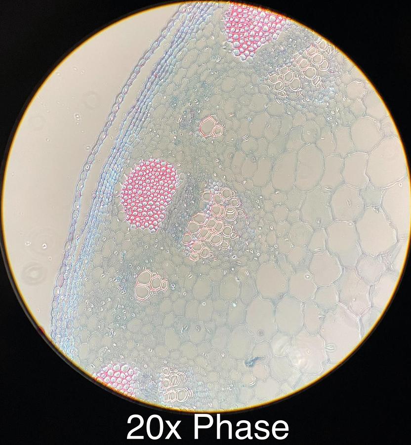 Used Motic BA400 Trinocular Phase Contrast Microscope W/ Plan 10/20/40/100 Objectives