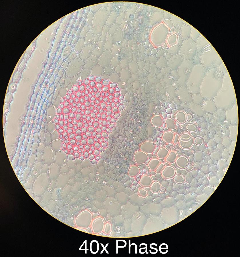 Used Motic BA400 Trinocular Phase Contrast Microscope W/ Plan 10/20/40/100 Objectives
