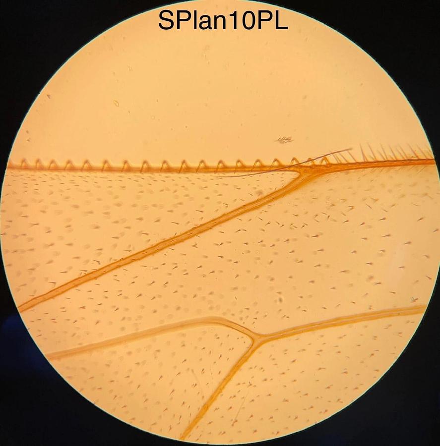 Used Olympus SPlan 10PL O-10-3 Objective - 0.30 160/0.17