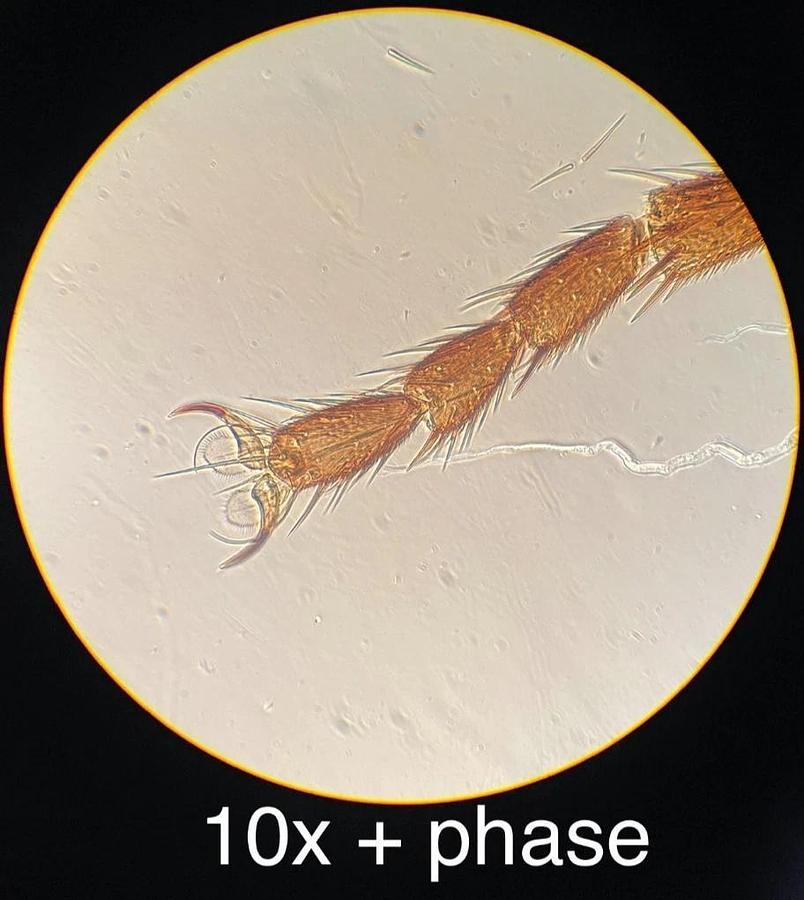 Used Nikon MS Inverted Phase Contrast Microscope 4/10/40 Objectives - Vintage Working