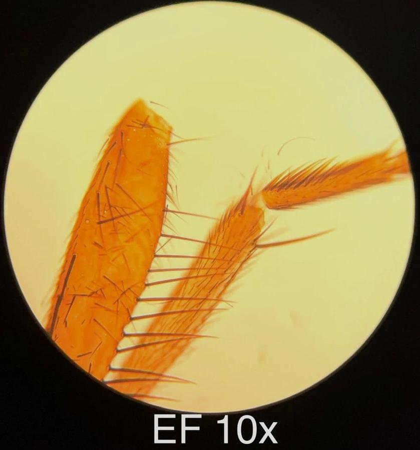 Used Leitz EF 4x,10x,25x,40x Objective Set (519759,519760,519761,519762)