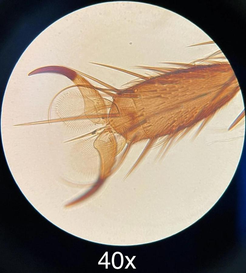 Used Swift 4x/10x Ph/40x Ph DM/ 100x Oil Objective Set W/ Quodmaster 1.25pH Condenser