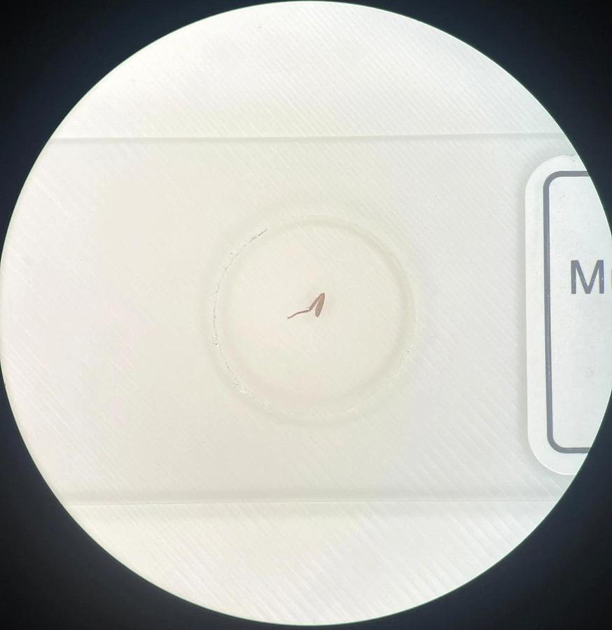 Used Olympus SZH Stereo Microscope W/ GWH10X-D/CD Eyepieces, DF PLAN 0.75X Objective